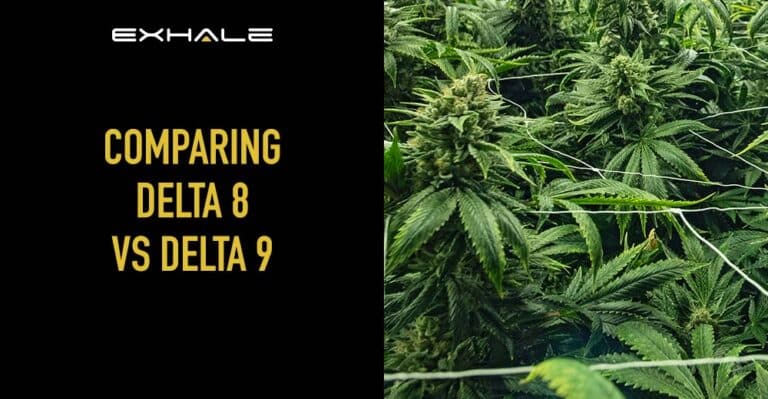 delta 8 vs delta 9
