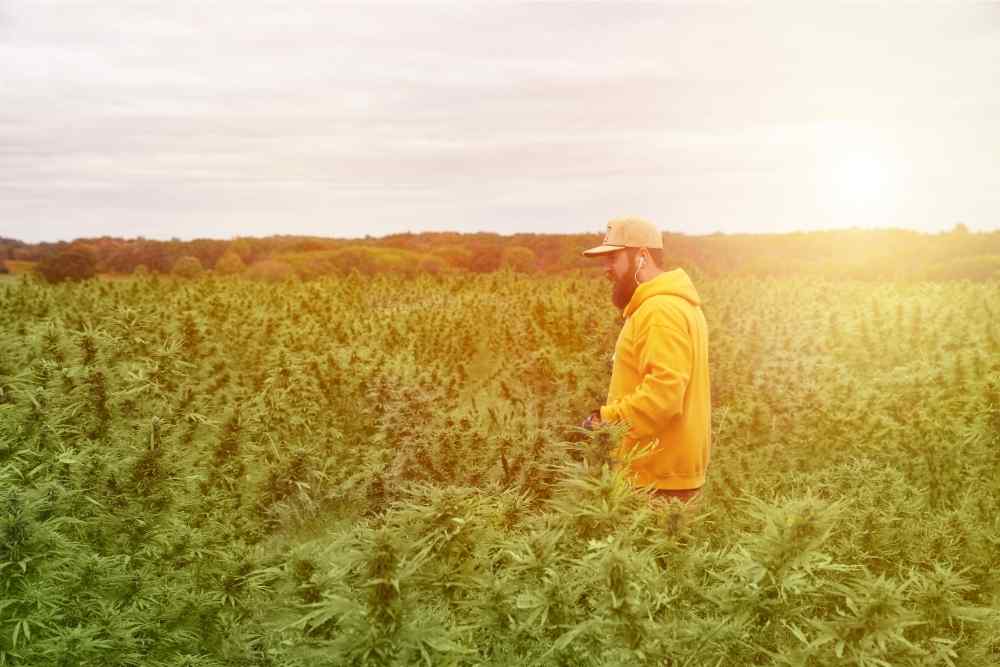 man in yellow hoodie walking through hemp field