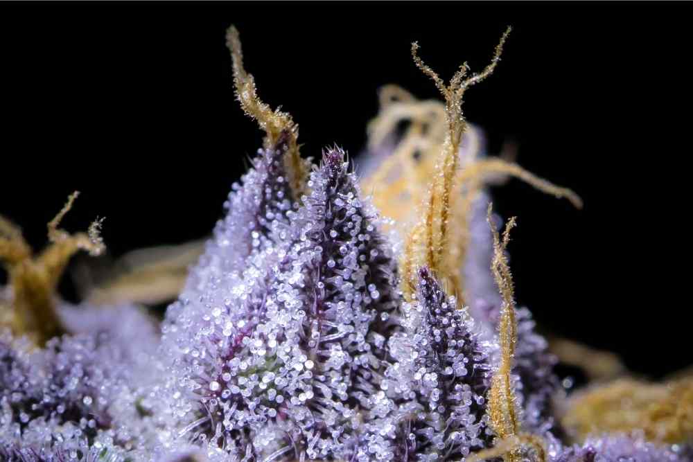 close up of purple hemp flower
