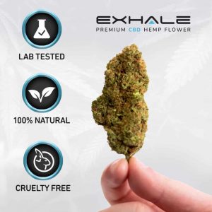 cbd hemp flower in hand