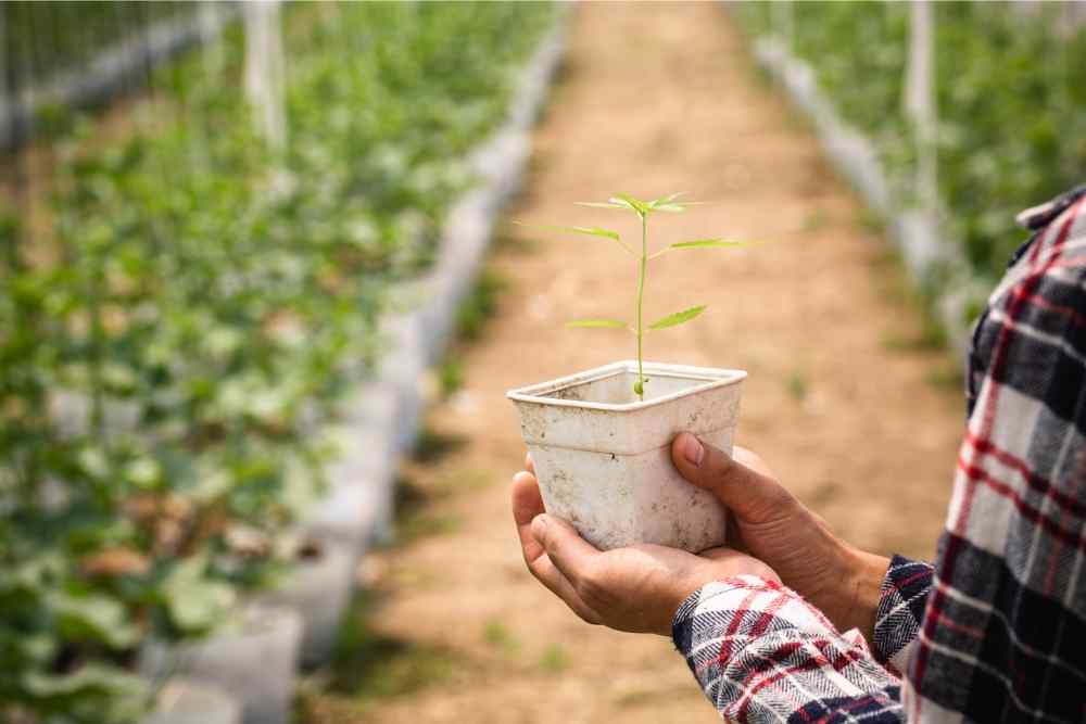 man holding baby hemp plant