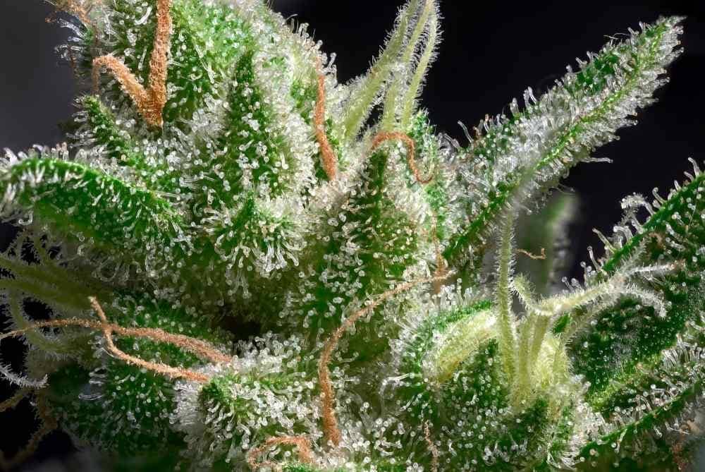 closeup of hemp cannabis trichomes