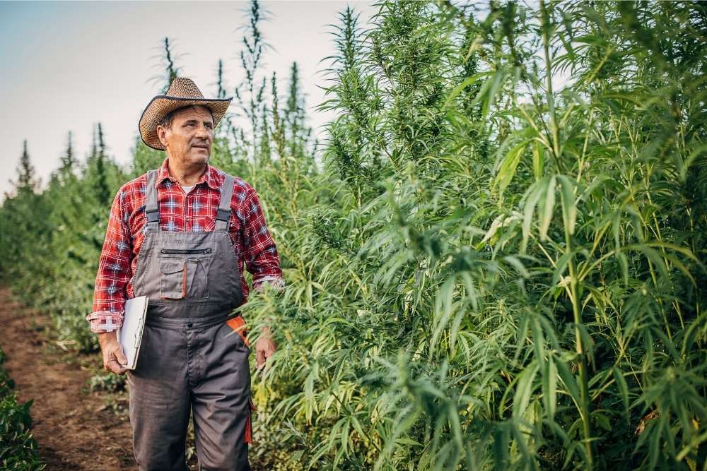 farmer admiring hemp plants