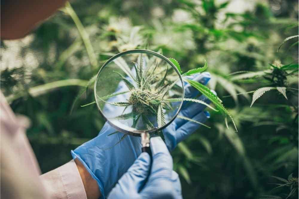 scientist magnifying live hemp plant
