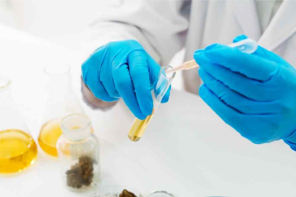 scientist working with cbd hemp flower