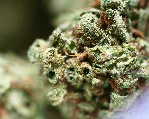 Buy Delta 8 THC Flower Buds Online - Exhale Wellness