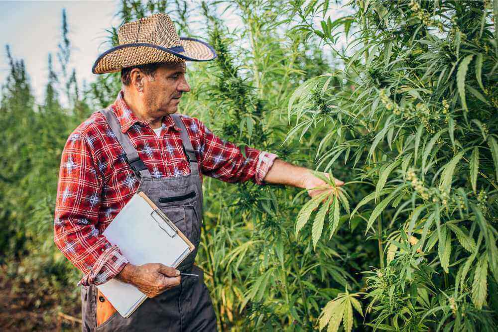 hemp farmer tending hemp crop