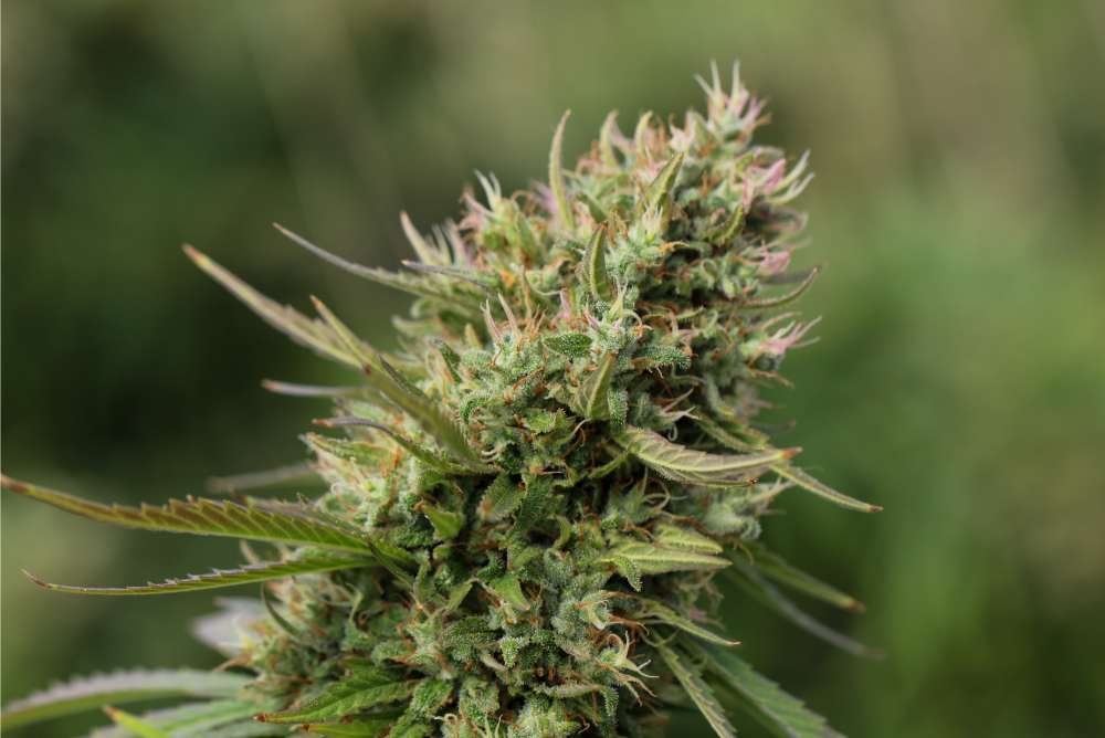 closeup of thca flower