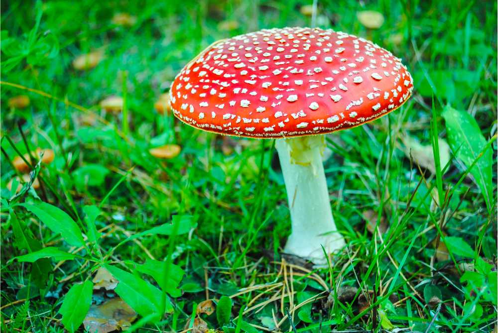 closeup of mushroom amanita muscaria effects