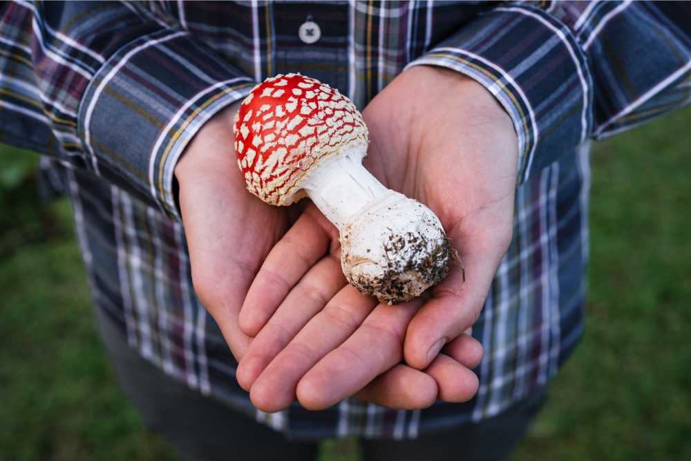 person holding raw amanita muscaria mushroom
