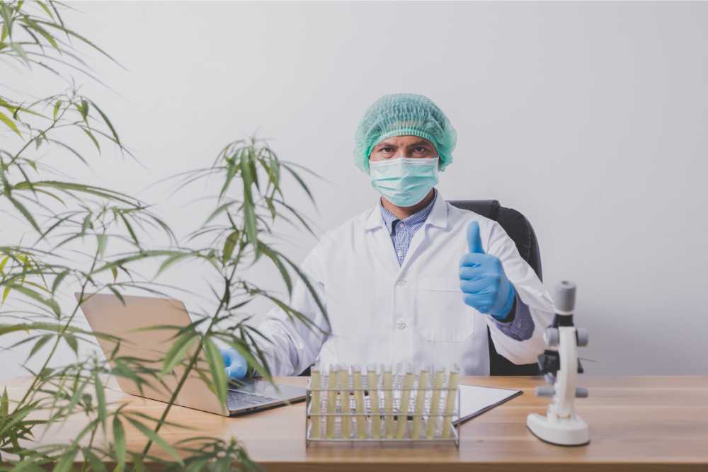 cannabis researcher doing tests with microscope and laptop