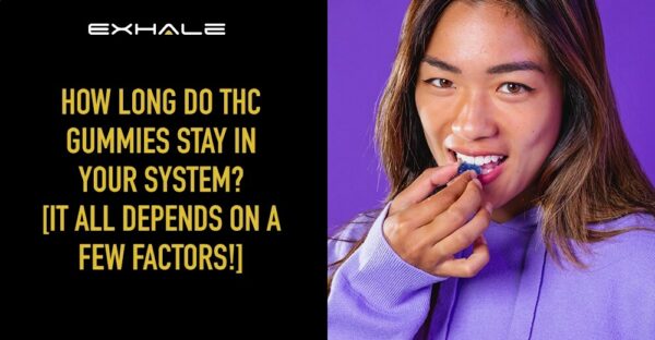 How Long Do THC Gummies Stay in Your System? [It All Depends!] - How Long Do Thc Gummies Shelf Life