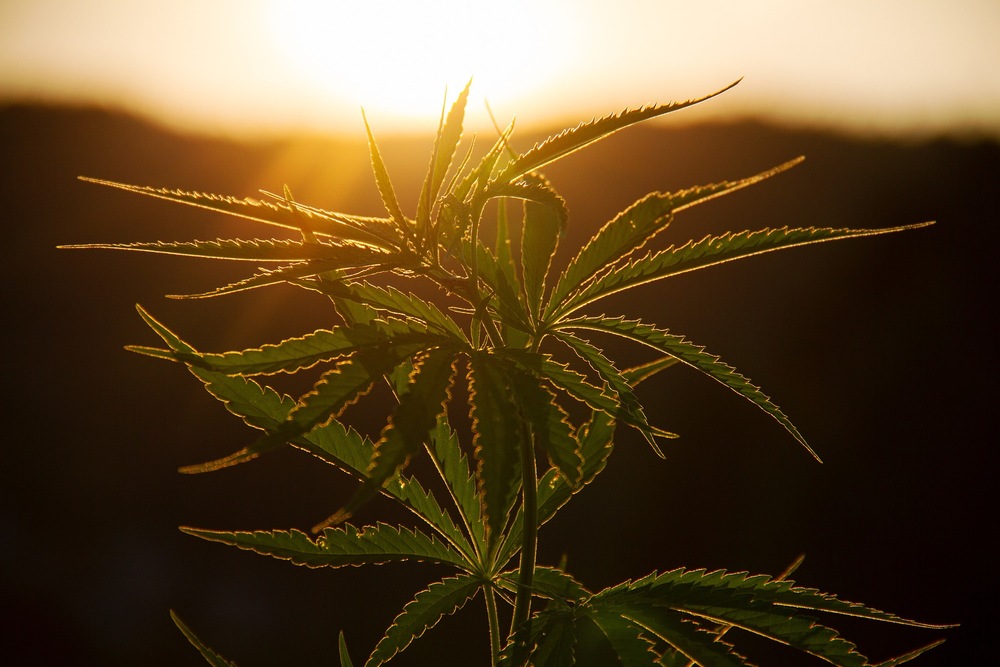 cannabis-field-sunset