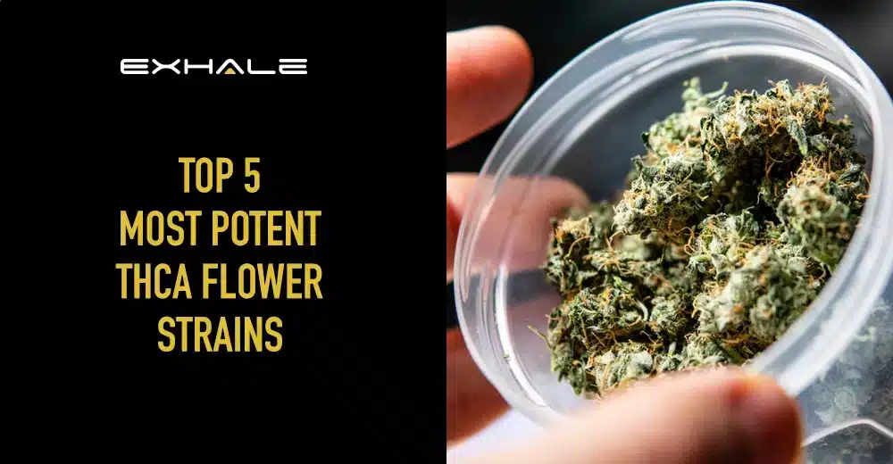 top-5-thca-flower-strains