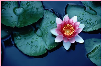 lily-pad-pink-lotus