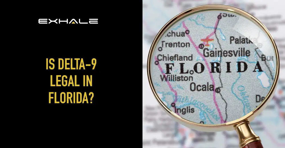 d9-florida-blog-cover