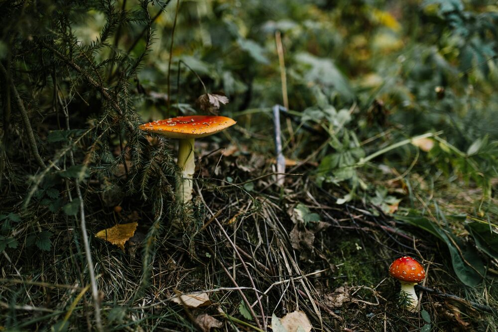 amanita-mushrooms-forest