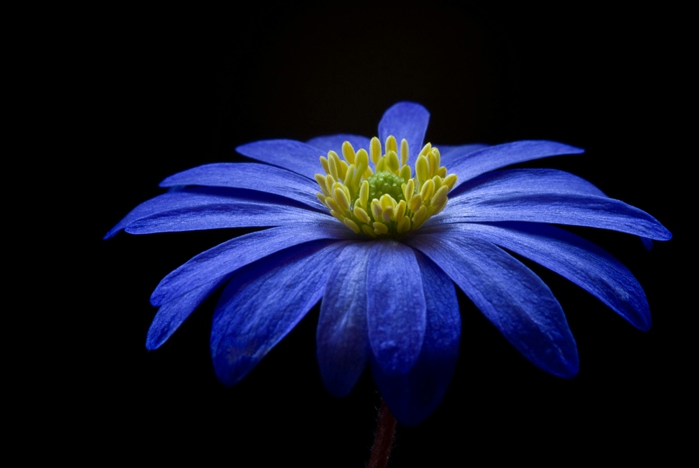 blue-lotus-in-darkness