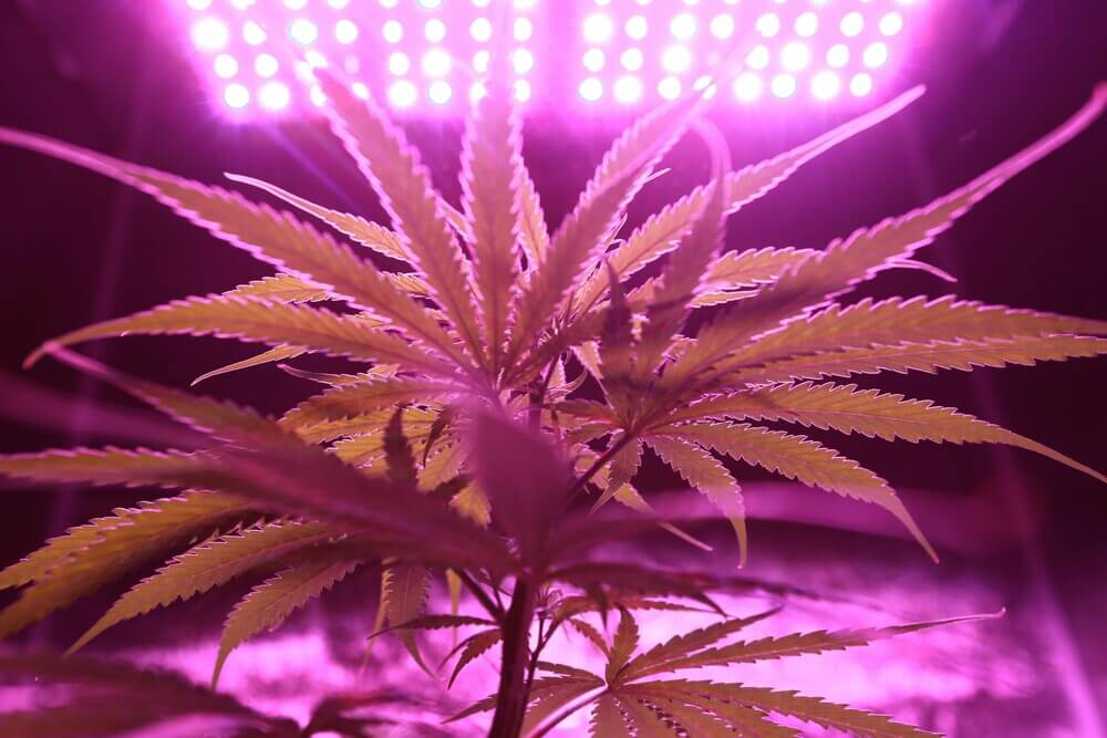 cannabis-blacklight