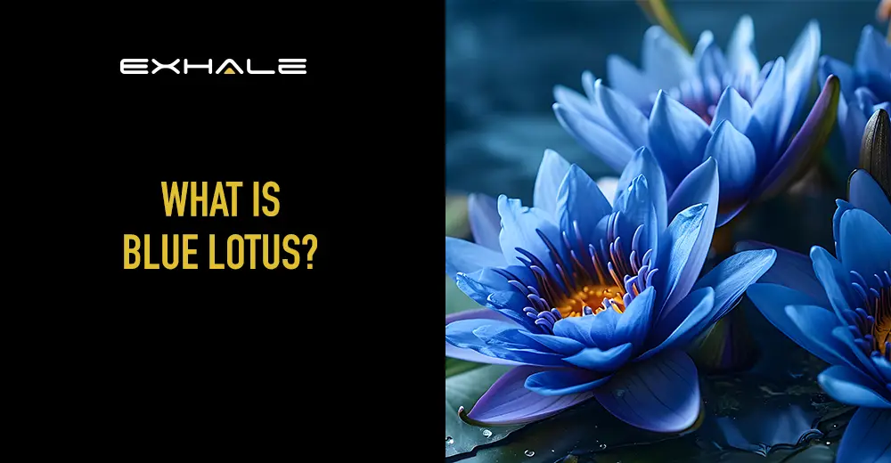 best-blue-lotus-for-sale