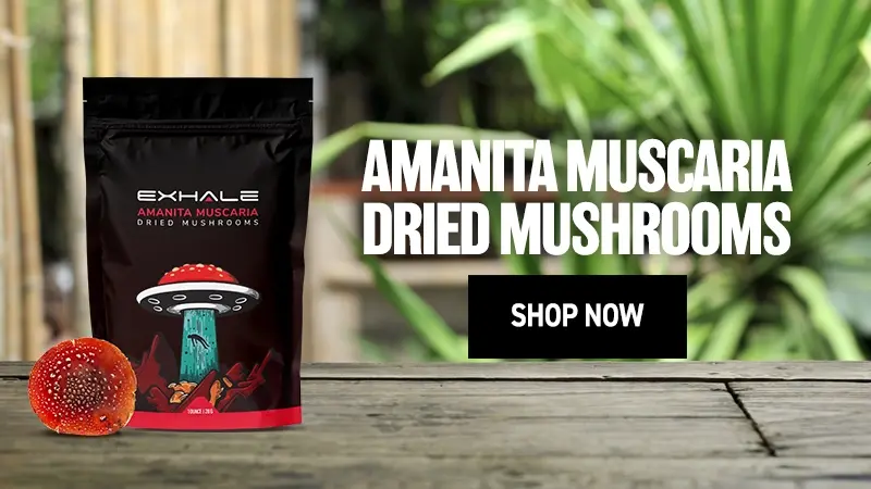 dried-amanita-shop-now-button