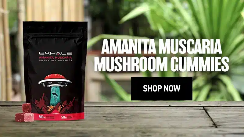 amanita-gummies-shop-now-button