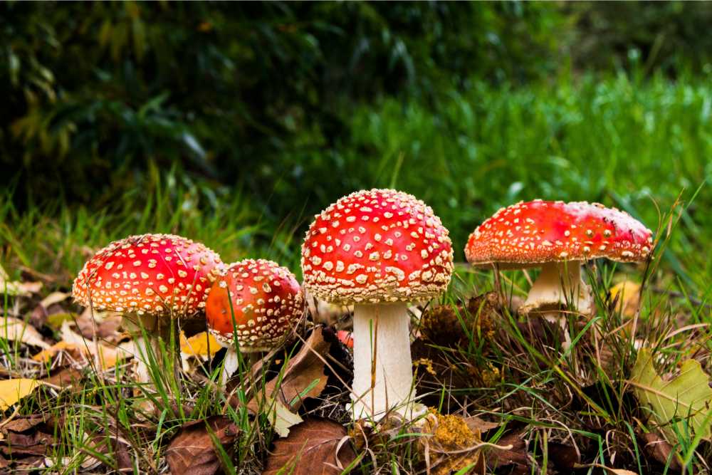 amanita muscaria mushrooms in the wild