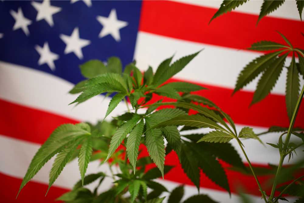 american flag with cannabis plant