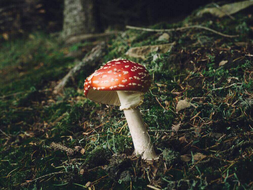 amanita-woods-muscimol