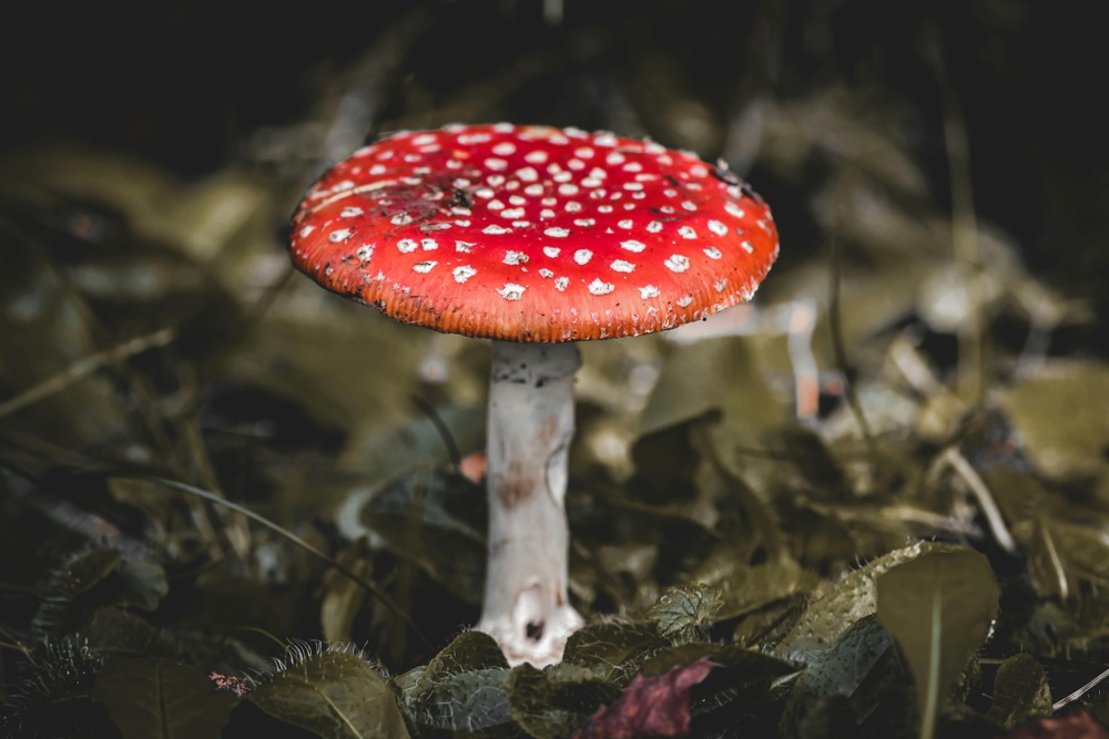 amanita-muscaria-mushroom