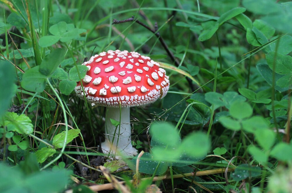 amanita-mushroom