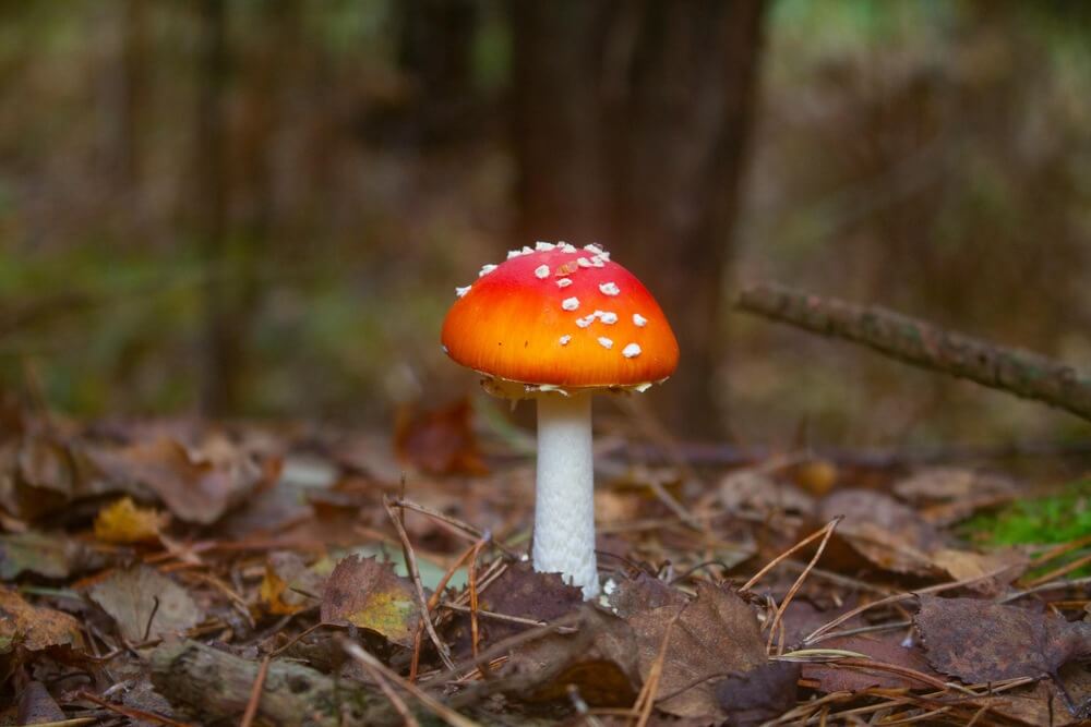 amanita-muscaria