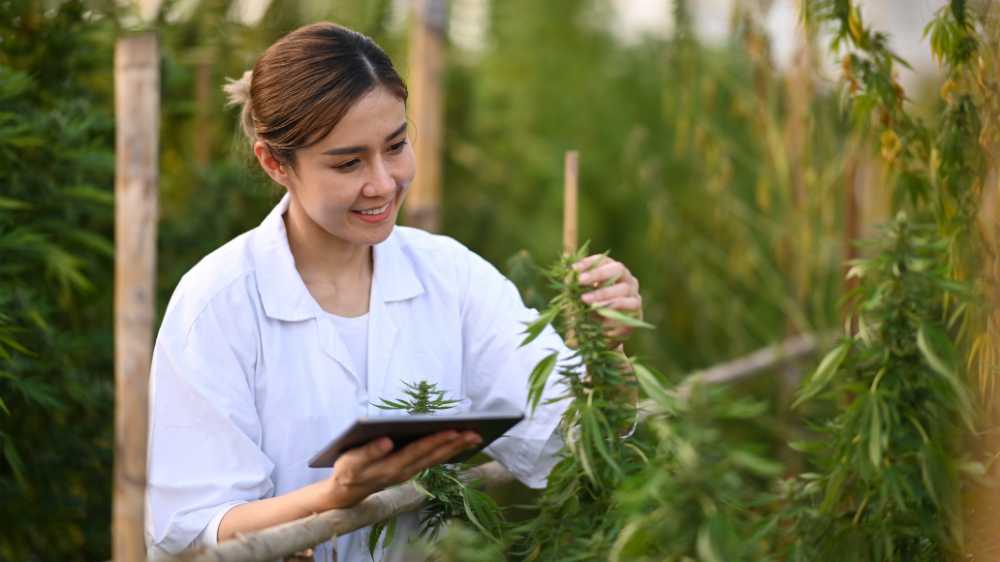 botanist examining hemp plants