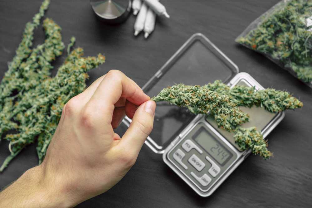 person weighing weed on scale