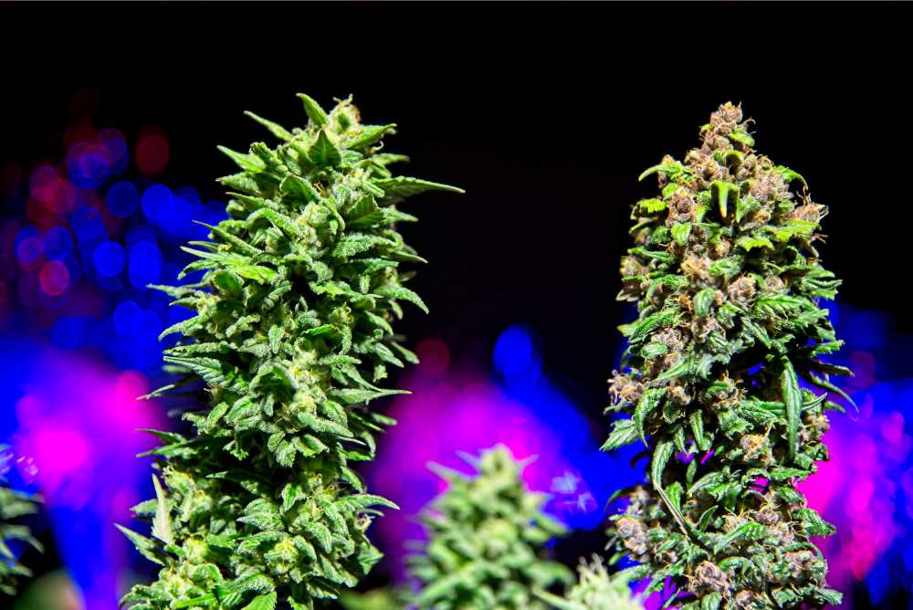two super long cannabis buds