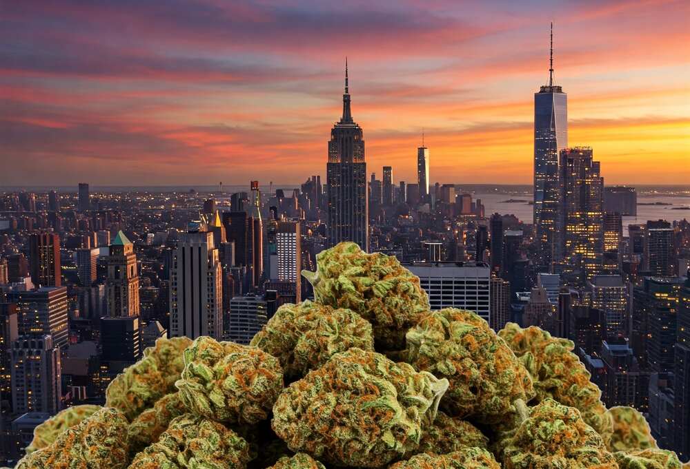 pile of cannabis buds with nyc background at dusk