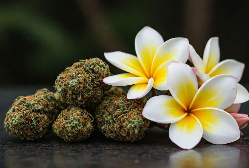cannabis with plumeria flowers