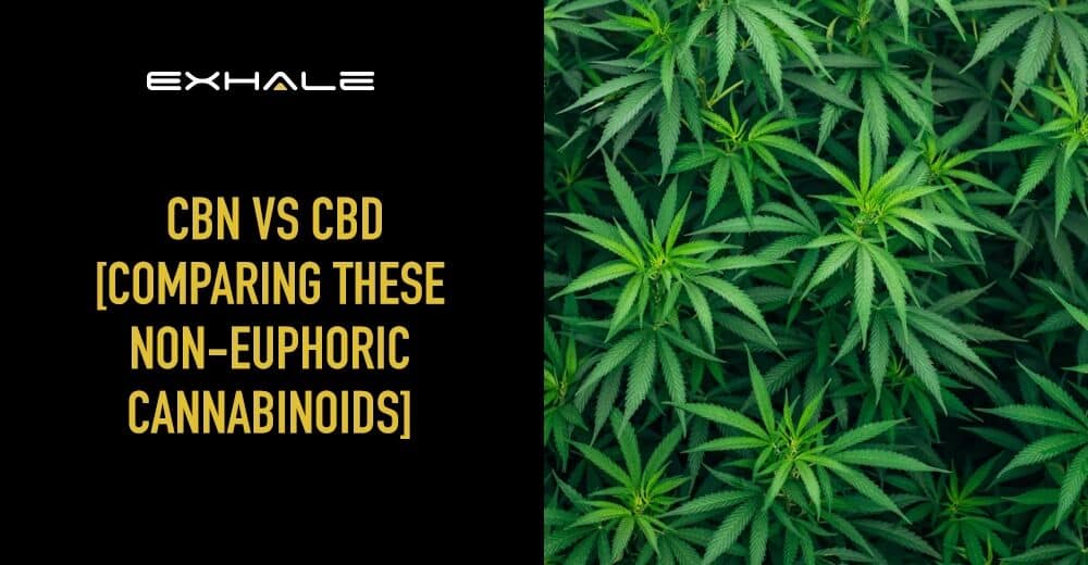 cbn vs cbd