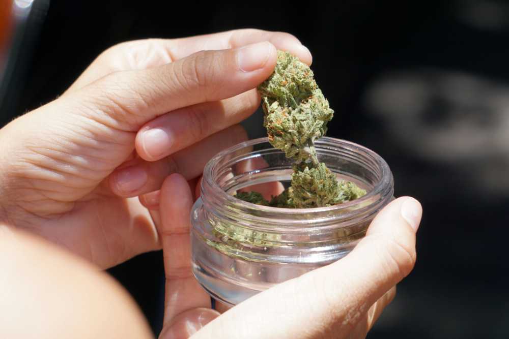 closeup person pulling cannabis from jar
