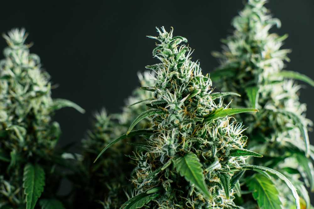 closeup three cannabis buds bright day