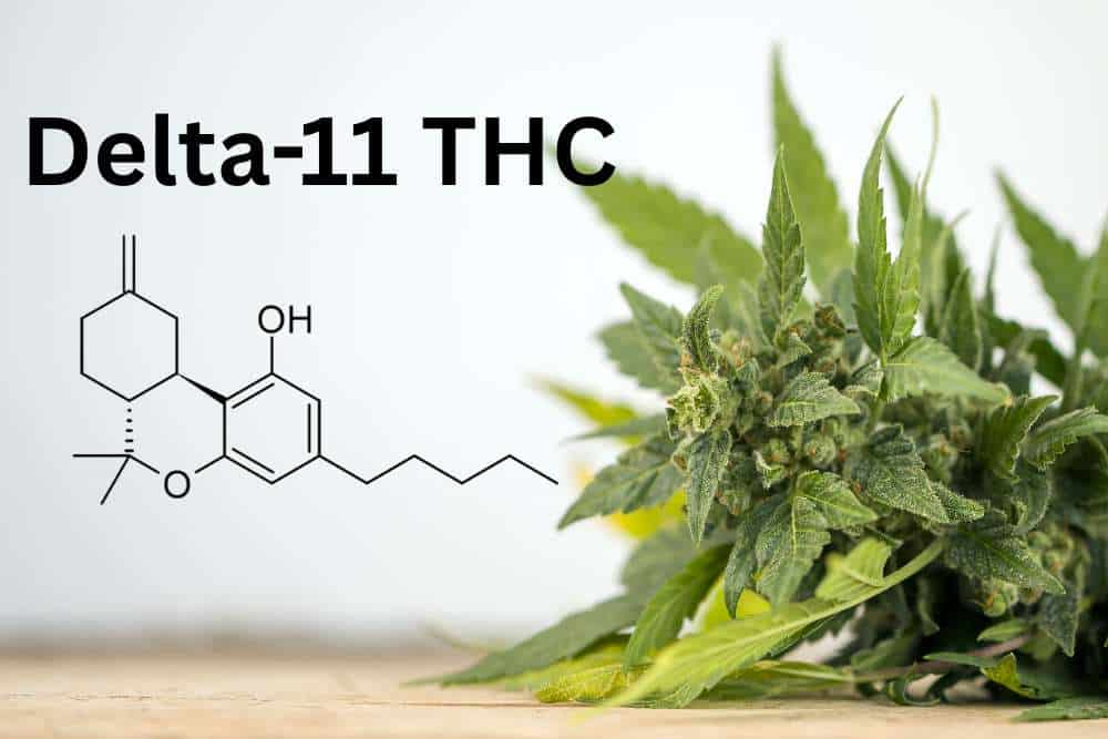 delta 11 thc chemical structure cannabis flower in foreground
