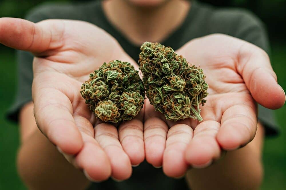 person holding two giant cannabis nugs extended forward