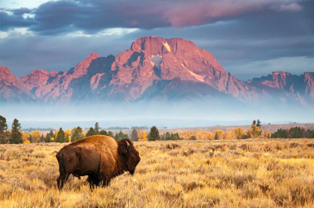 buffalo in field against mountain at dusk