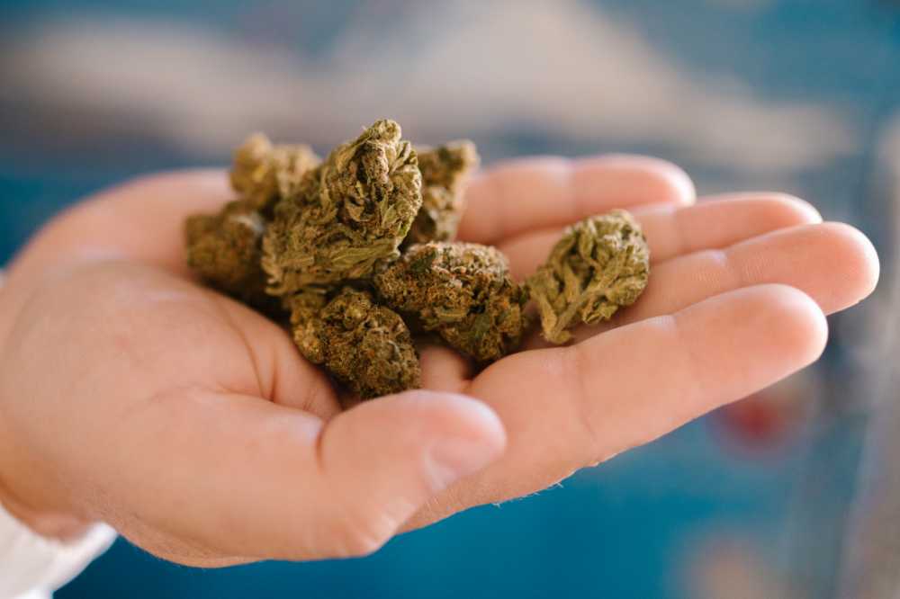 closeup of cannabis flower in open hand palm