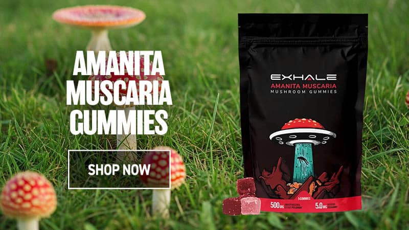 exhale wellness amanita muscaria gummies new shop now blog cta