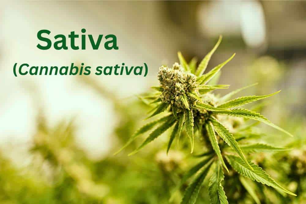 sativa cannabis sativa flower closeup with text