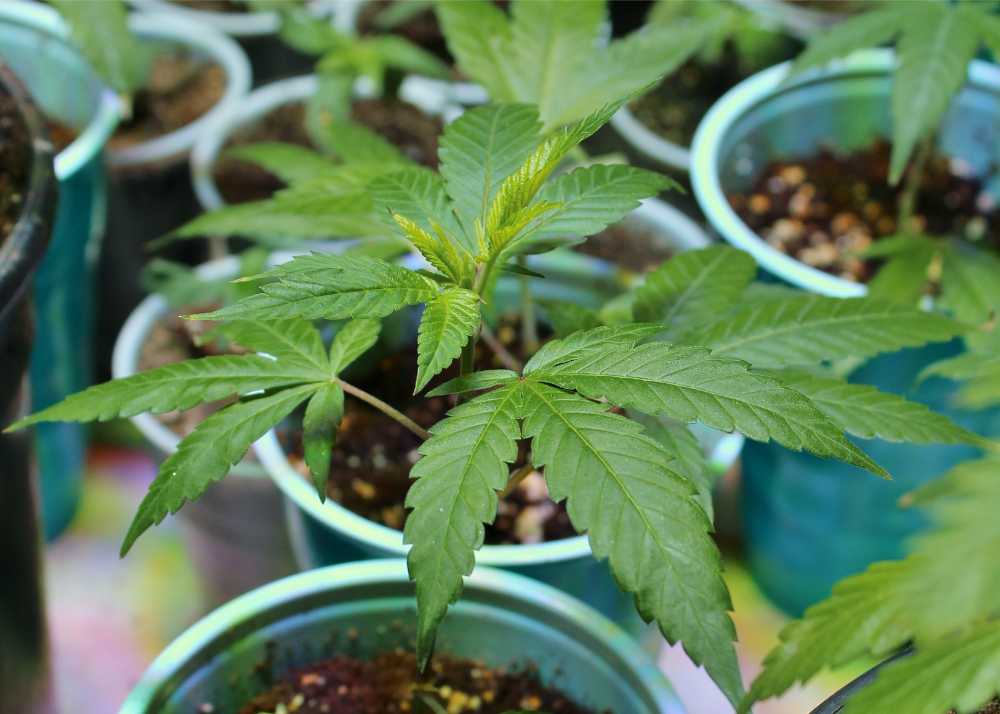 cannabis plant in teal pot