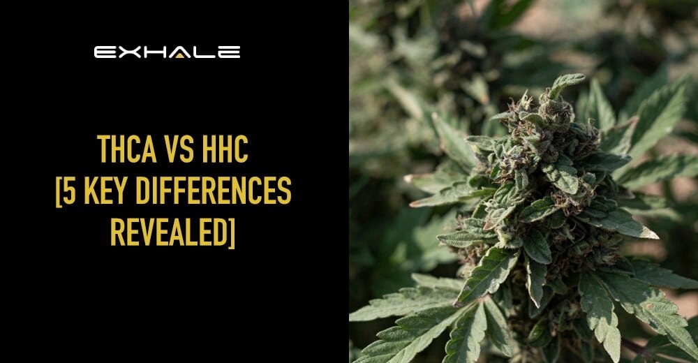 thca vs hhc