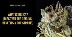 what is indica