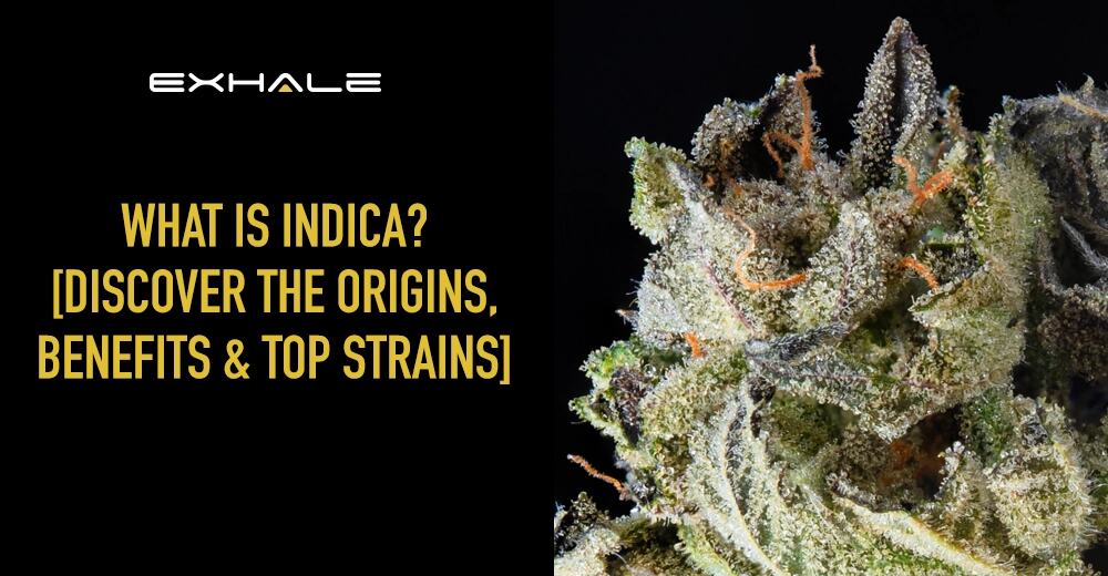 what is indica